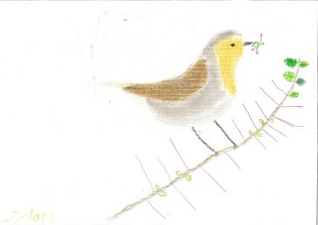 Dessin de Orlane