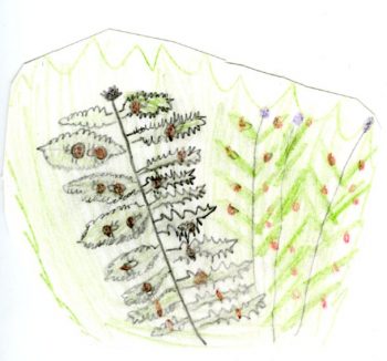 Dessin de Iris