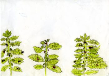 Dessin de Anaïs