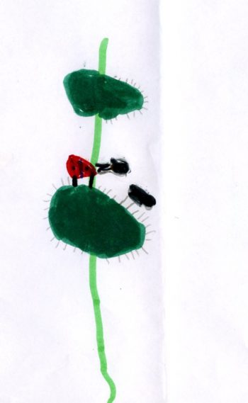 Dessin de Lorys