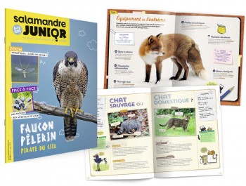 La Salamandre Junior