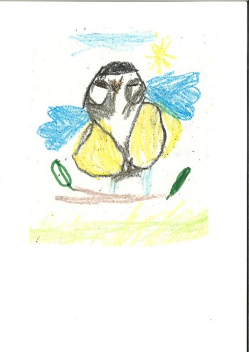 Dessin de Robin
