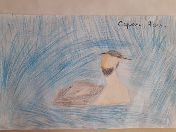 Dessin de Capucine