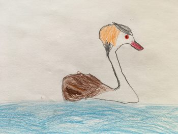 Dessin de Nandu