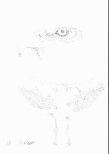 Dessin de zino