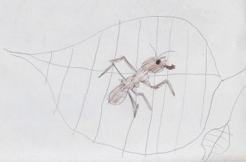 Dessin de Nils