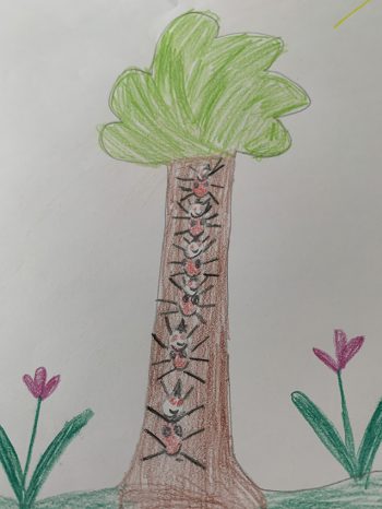 Dessin de Claire