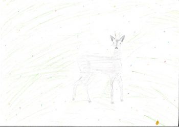 Dessin de Anaya