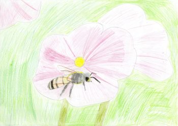 Dessin de Iris 