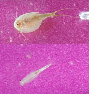 Bonjour, je suis en train de faire un élevage de triops avec un