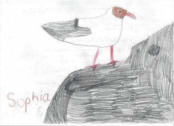 Dessin de Sophia