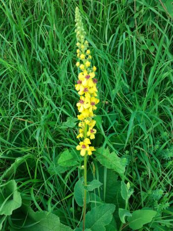 Bonjour Sam, Nous avons trouvé cette grande plante avec une seule tige de fleurs  jaune et rose en randonnée. Comment s'appelle-t-elle ? - La Salamandre