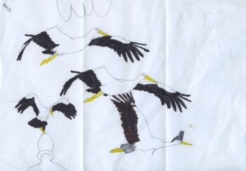 Dessin de Colin