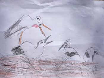 Dessin de timothé