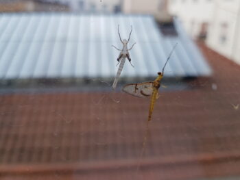 Des insectes, dans ma fenêtre?