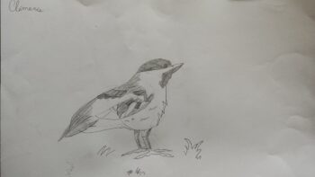 Dessin de Clémence