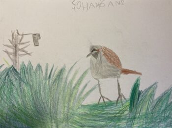 Dessin de Sohan