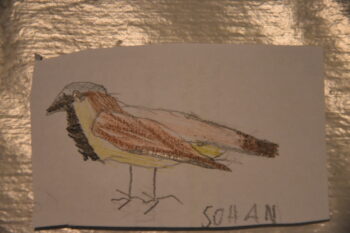 Dessin de Sohan