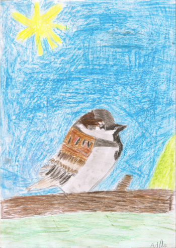 Dessin de Adélie
