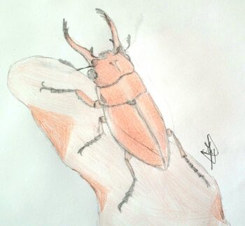 Dessin de Myriam