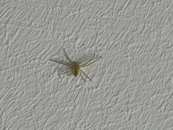 DIY - le petit établi rénové - Une araignée au plafond!