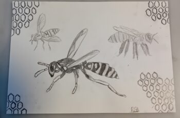 Dessin de Sirey