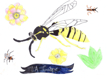 Dessin de Daphné