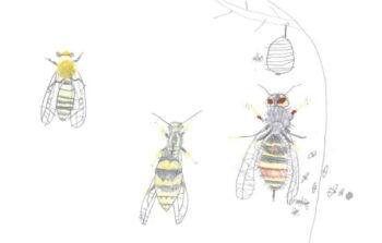Dessin de Vassili