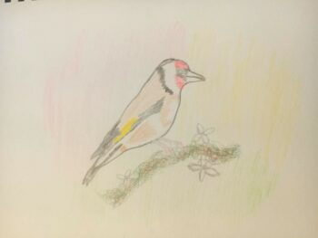 Dessin de Nora