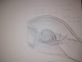 Dessin de Billy 