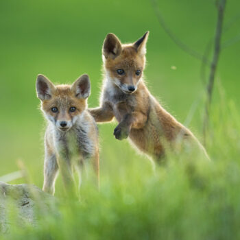 renards