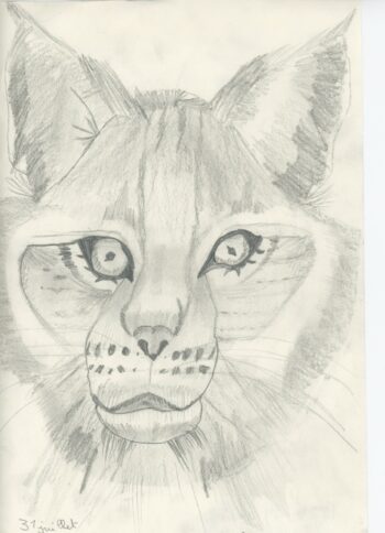 Dessin de Adaline