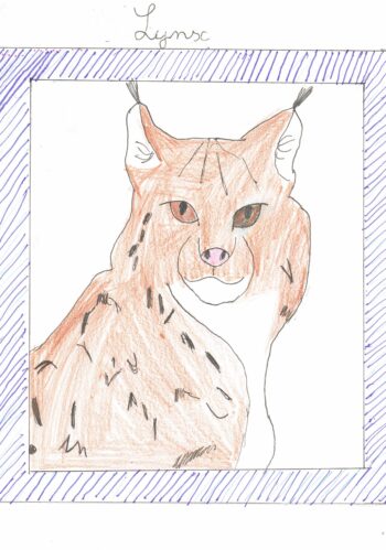 Dessin de Capucine