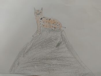 Dessin de Robin