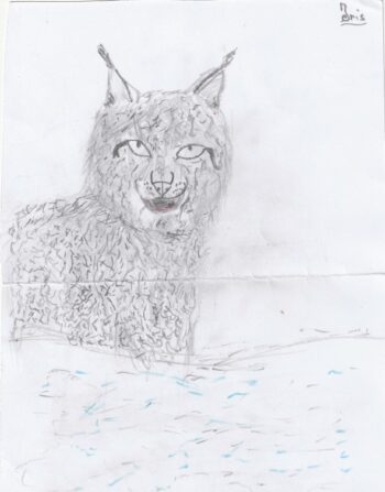 Dessin de Iris