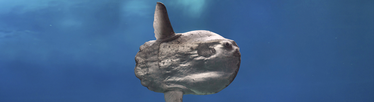 La face cachée du poisson-lune La face cachée du poisson-lune