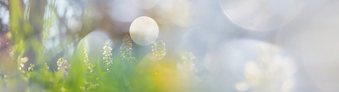 Jardin Sauvage Jardin Sauvage