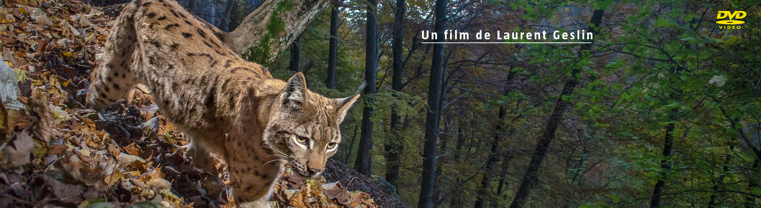 Le retour fragile du lynx