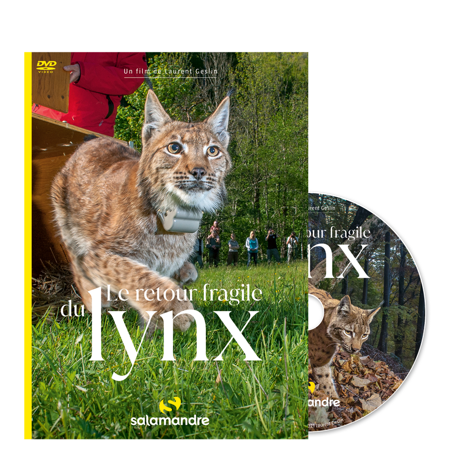 Le retour fragile du lynx