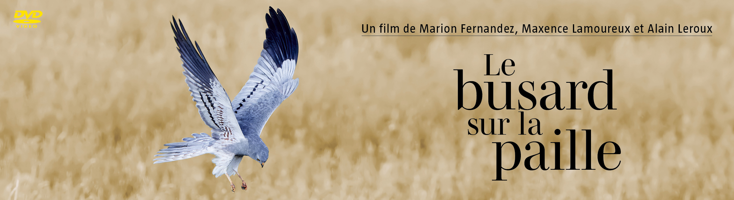 Le busard sur la paille