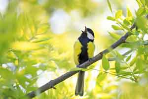 identifier